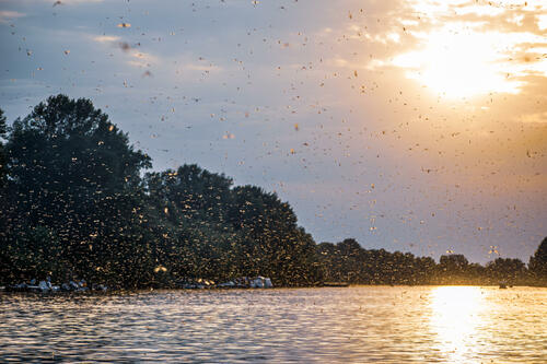 Mayfly swarm 2